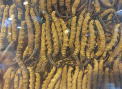 global redistribution of species